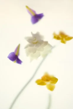 Best SHADES OF BLISS EDP 100ML (3.4 FL. OZ). Mujer Perfumes