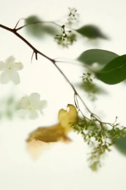 Discount SHADES OF NIRVANA EDP 50ML (1.7 FL. OZ). Mujer Perfumes